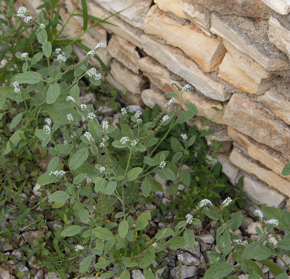 Habitus